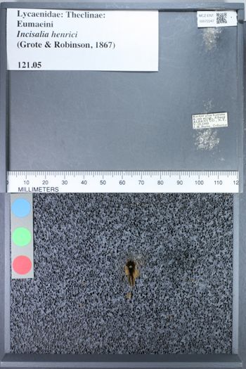 Media type: image;   Entomology 72247